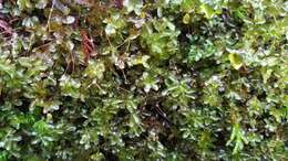 Image of rhizomnium moss
