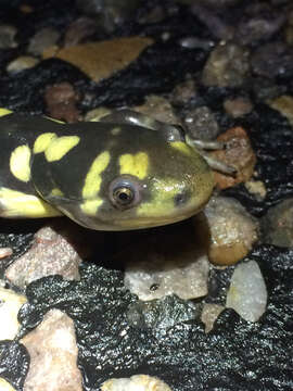 Image of Barred Tiger Salamander