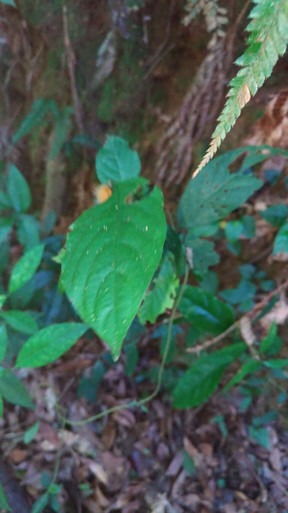 Image of Maesa japonica (Thunb.) Moritzi & Zoll.