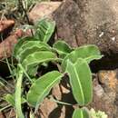 Image of Raphionacme procumbens Schltr.