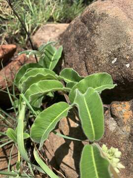 Image of Raphionacme procumbens Schltr.