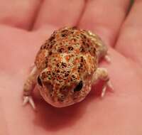 Image of Desert Spadefoot Toad