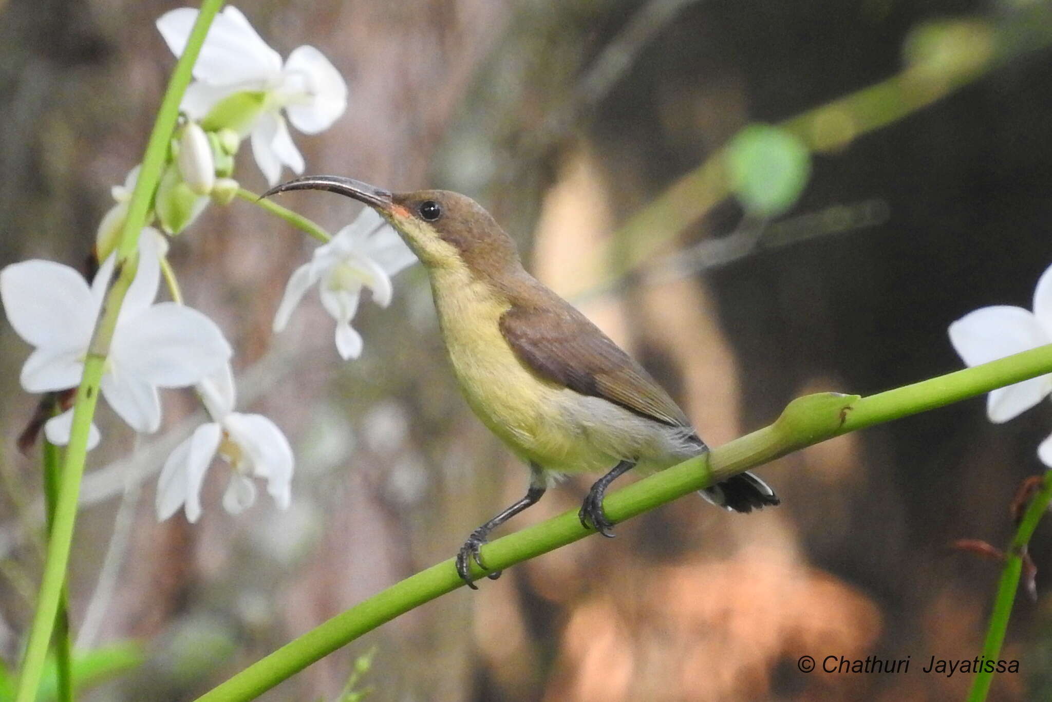 Imagem de Cinnyris lotenius (Linnaeus 1766)