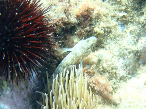 Image of Incognito Goby