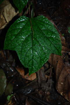 Image of Gurania makoyana (Lam.) Cogn.