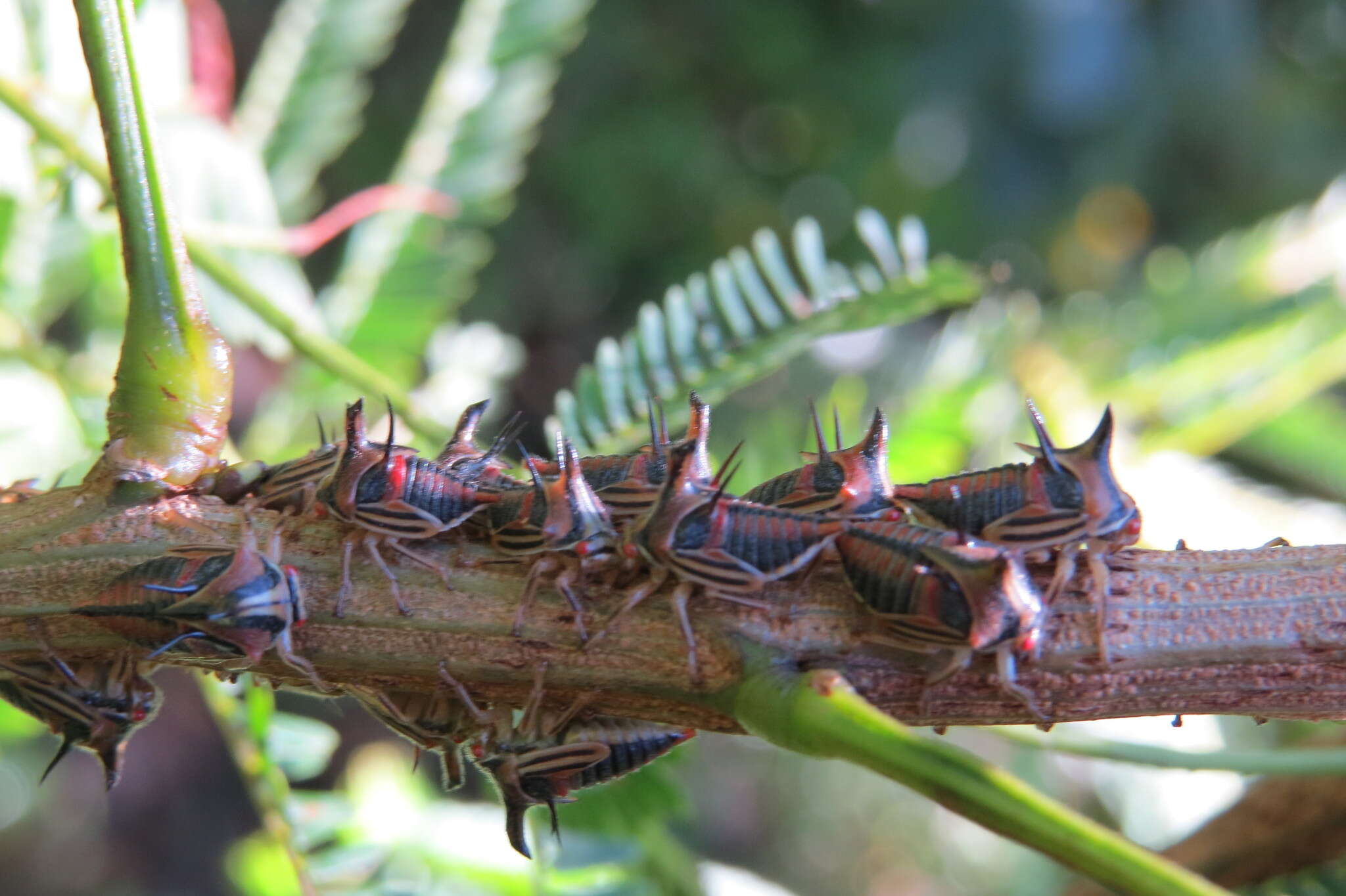 Image of Thorn Treehopper