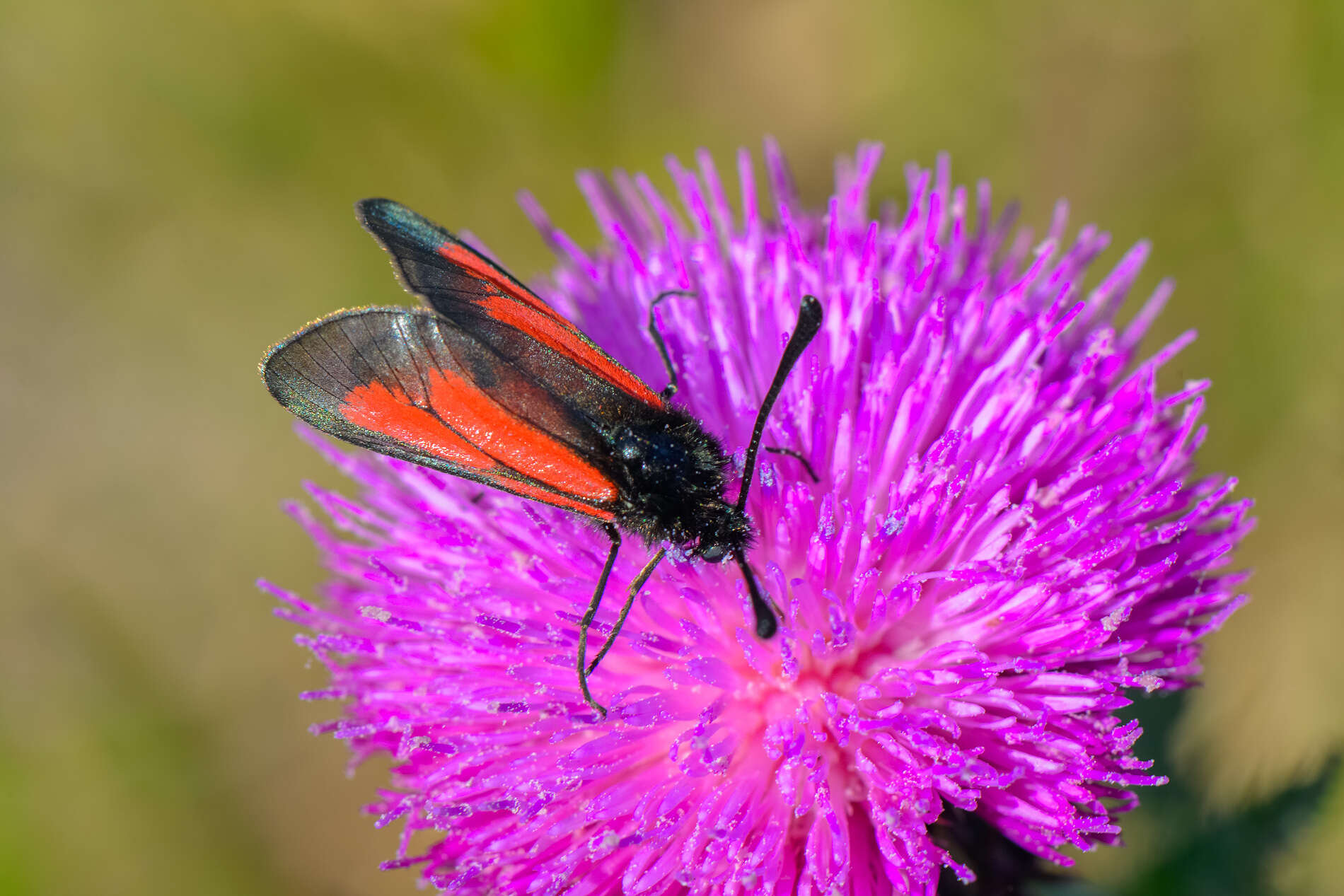 Image of Zygaena brizae Esper 1797