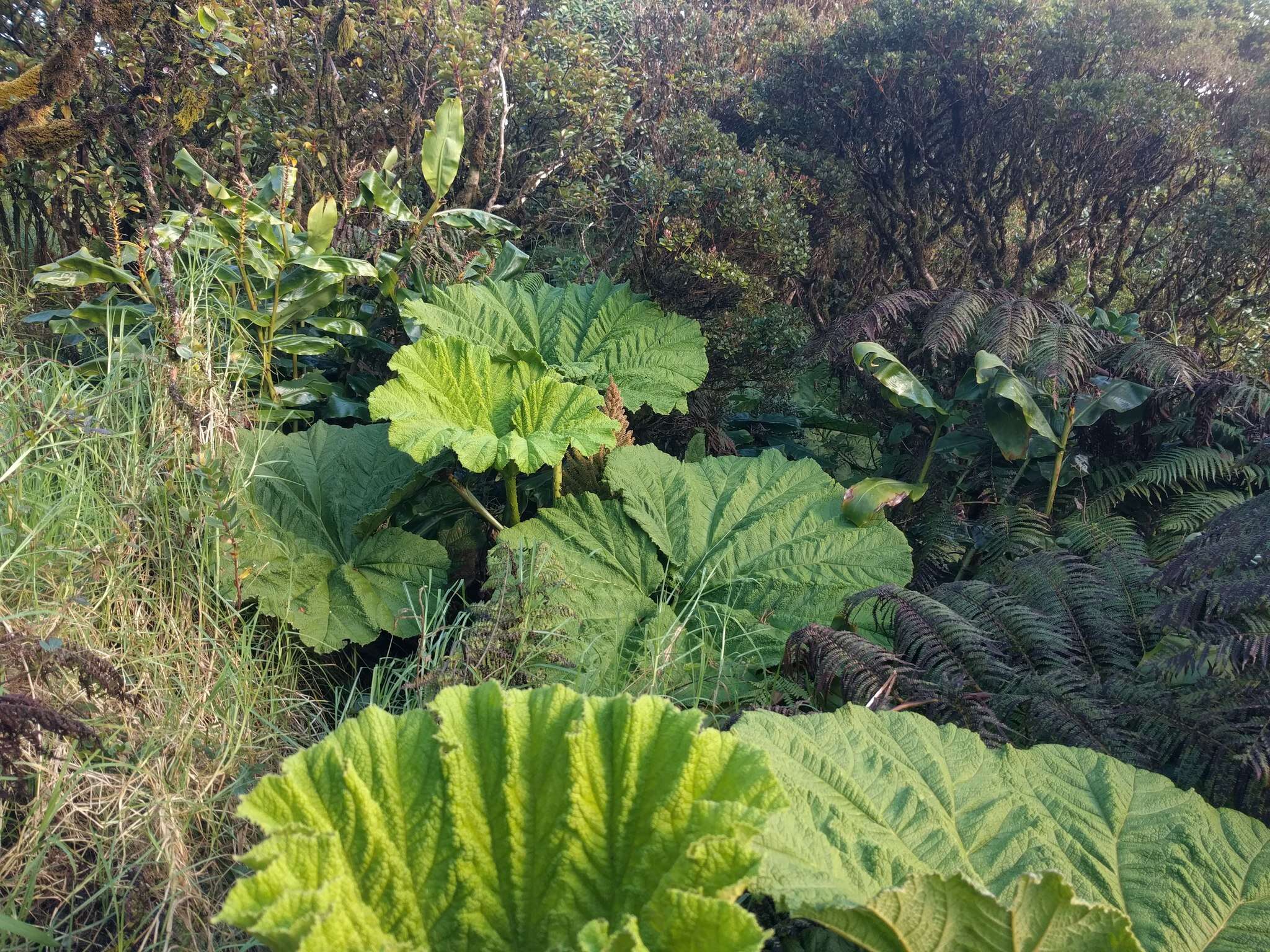 صورة Gunnera petaloidea Gaudich.