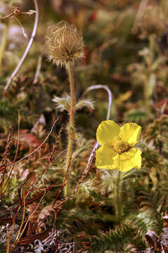 Слика од Geum glaciale J. E. Adams ex Fisch.