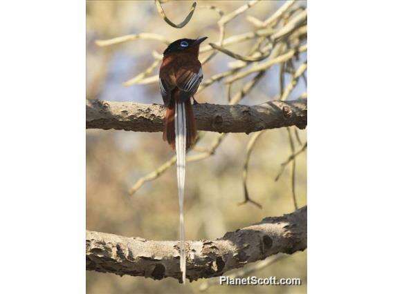 Image de Gobemouche paradis malgache