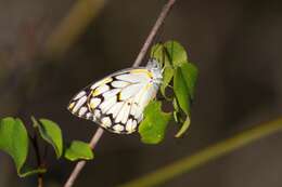 Image of Belenois gradidieri (Mabille 1878)