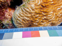 Image of Lamarck´s sheet coral