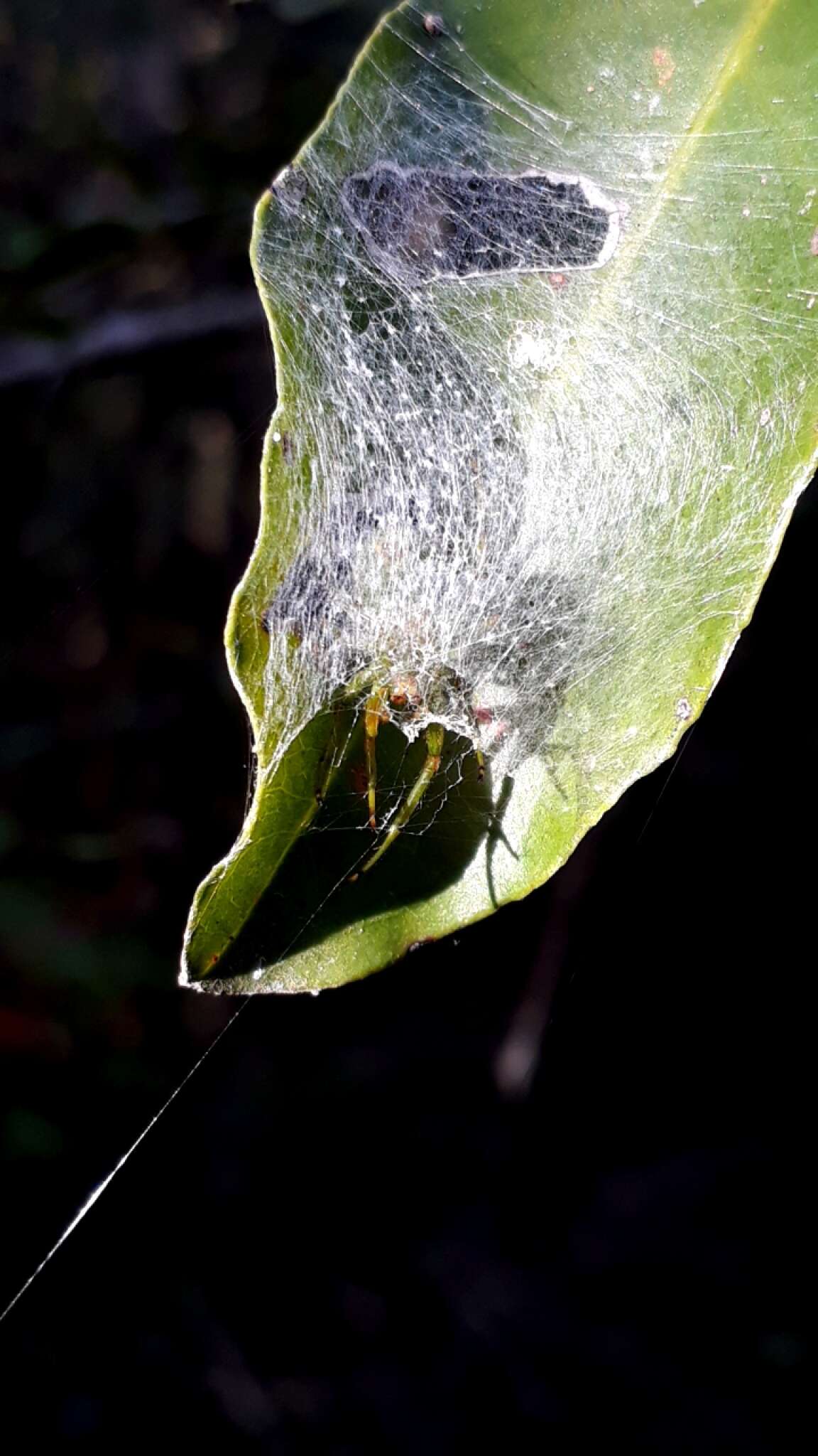 Image of Bijoaraneus legonensis (Grasshoff & Edmunds 1979)