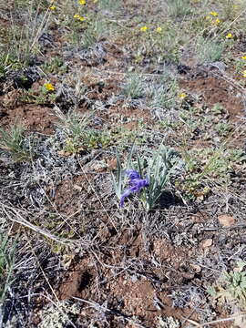 Sivun Iris ivanovae Doronkin kuva