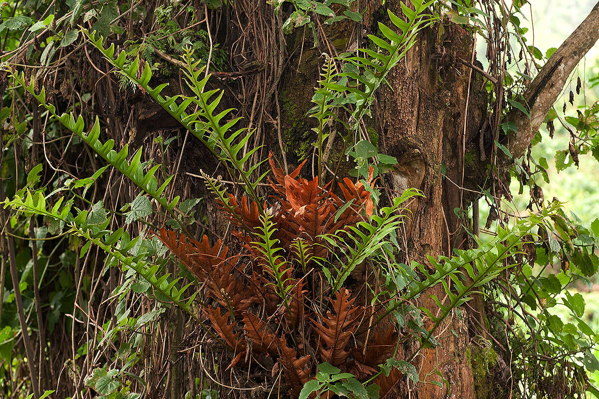 Imagem de Aglaomorpha volkensii (Hieron.) Hovenkamp & S. Linds.