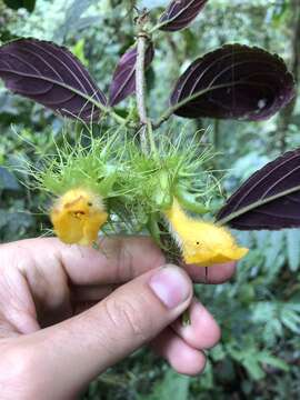 Image of Glossoloma purpureum (L. P. Kvist & L. E. Skog) J. L. Clark