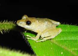 Image of Chiriqui Robber Frog