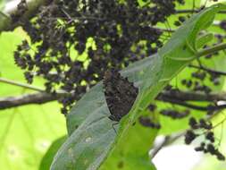 Image of Manataria maculata Hopffer 1874