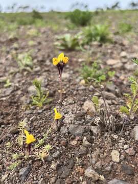 Image of Linaria amethystea subsp. multipunctata (Brot.) Chater & D. A. Webb