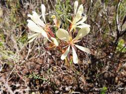 Image of Pelargonium carneum Jacq.