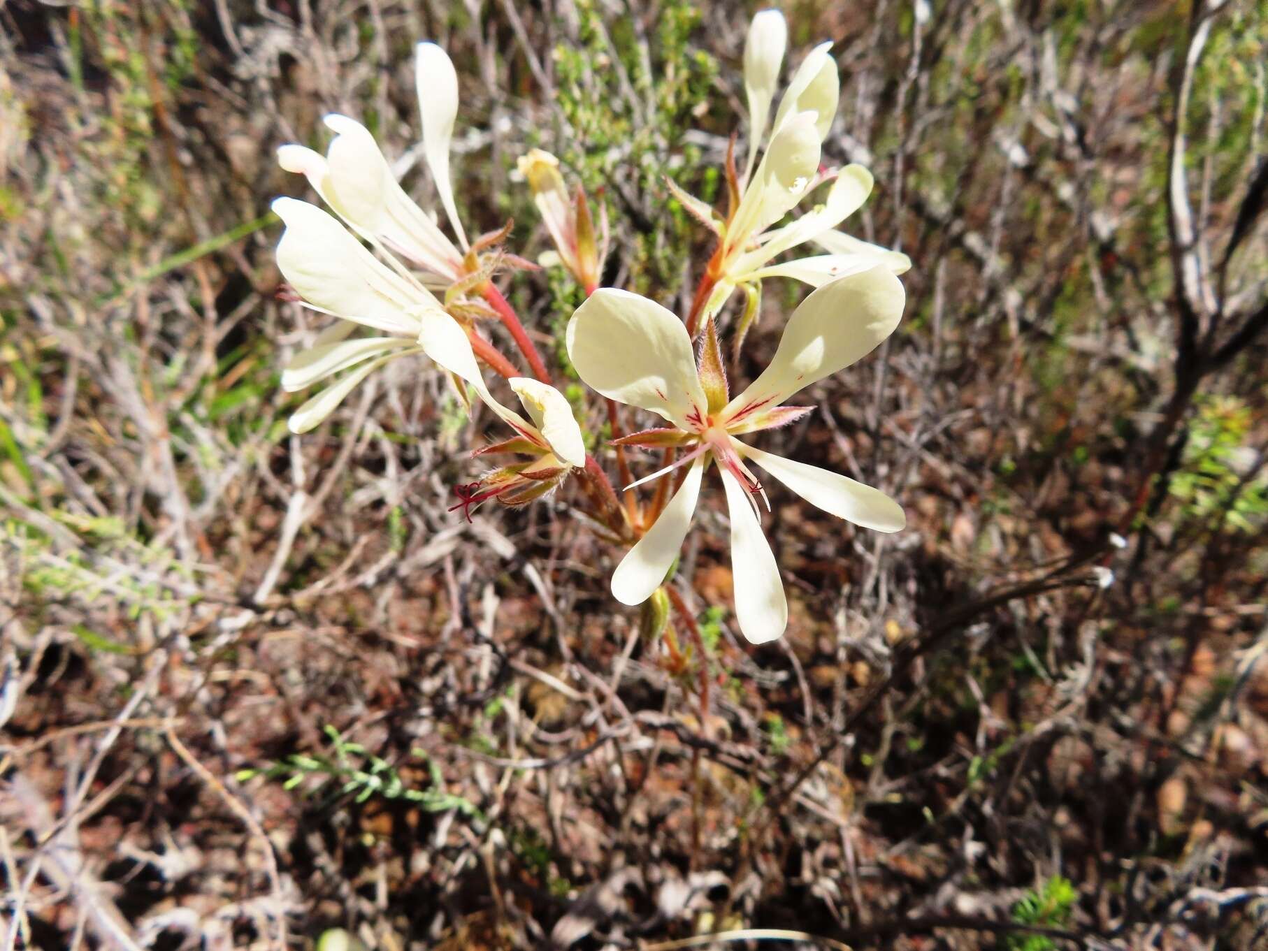 Image of Pelargonium carneum Jacq.