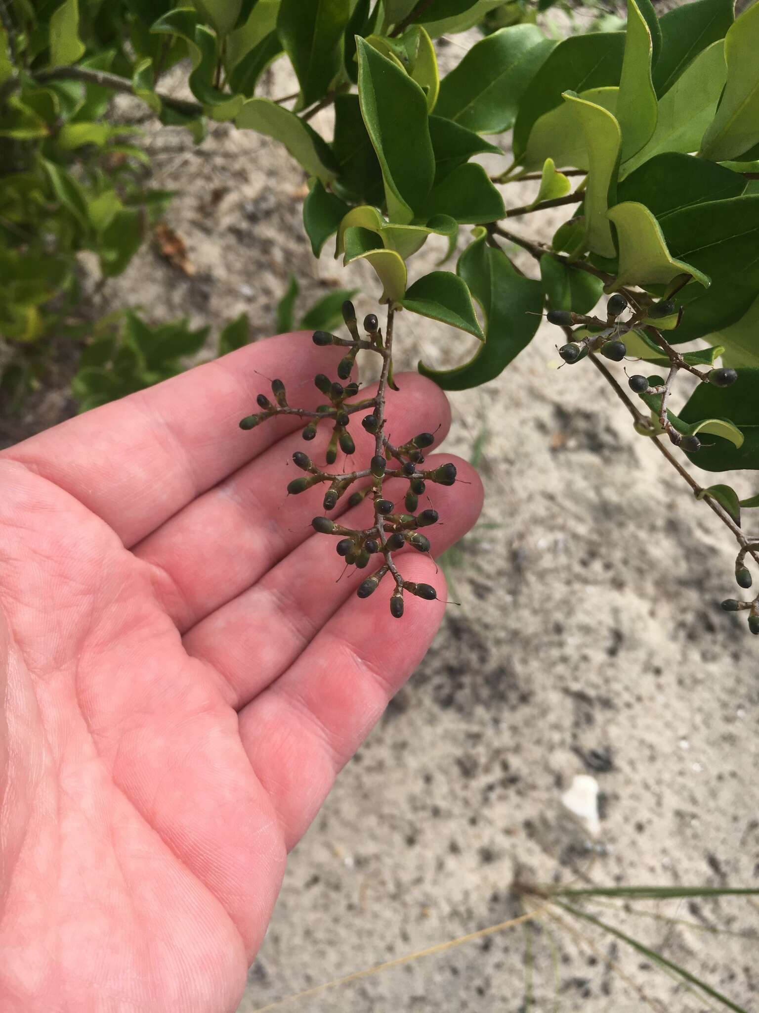 Image of Japanese privet