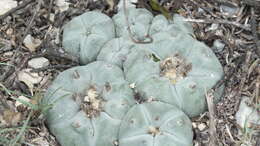 Image of lophophora