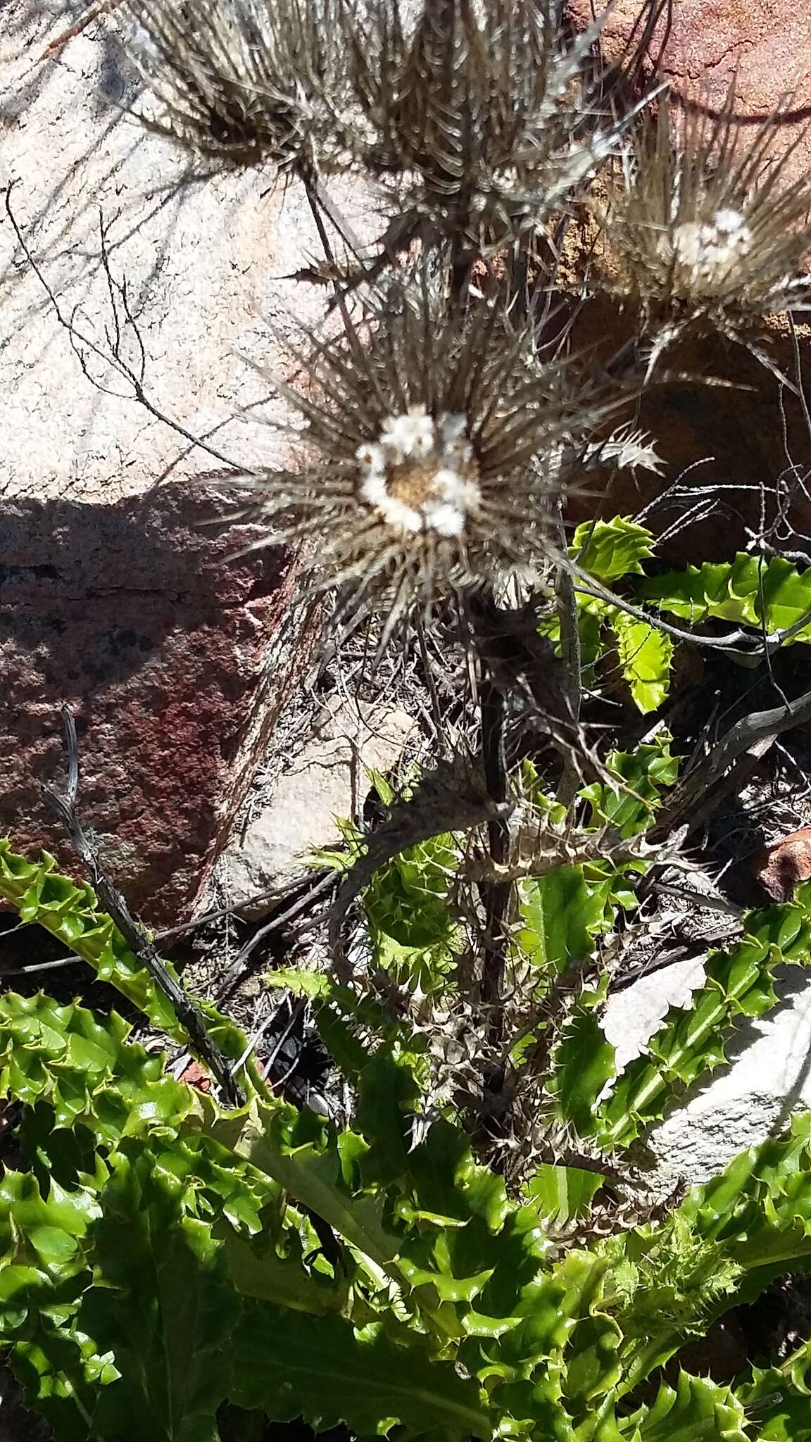 Image of Berkheya carlinoides (Vahl) Willd.