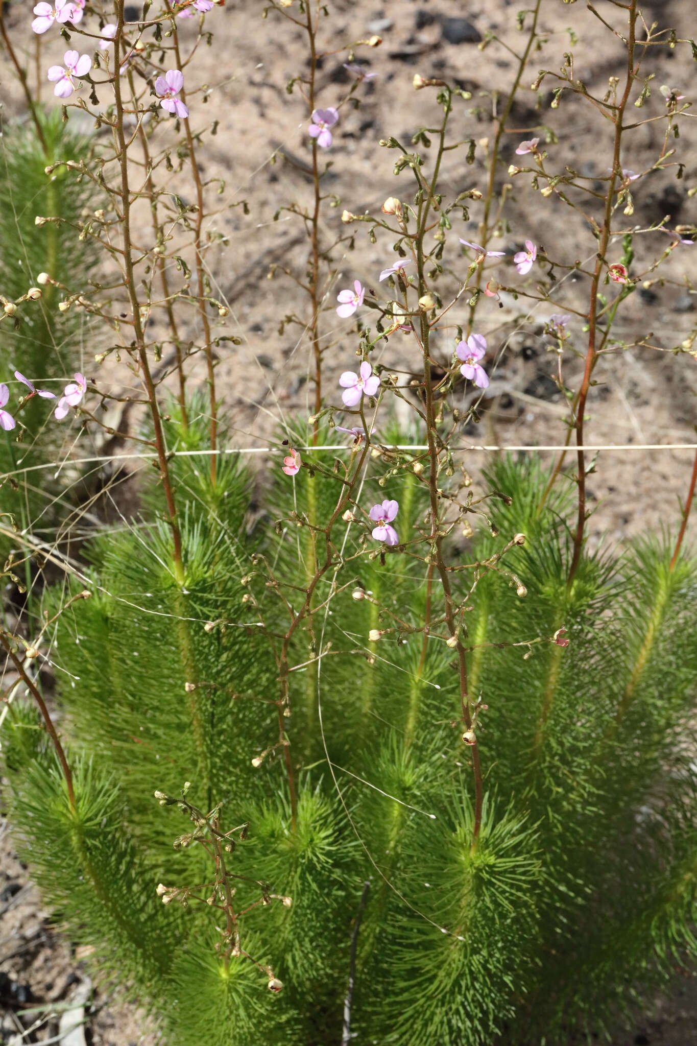 Image of Stylidium laricifolium Rich.