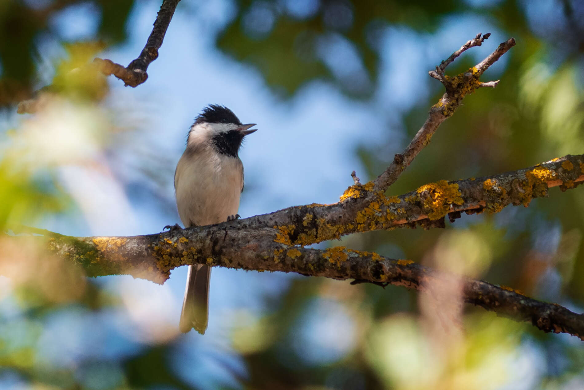 Image of Sombre Tit