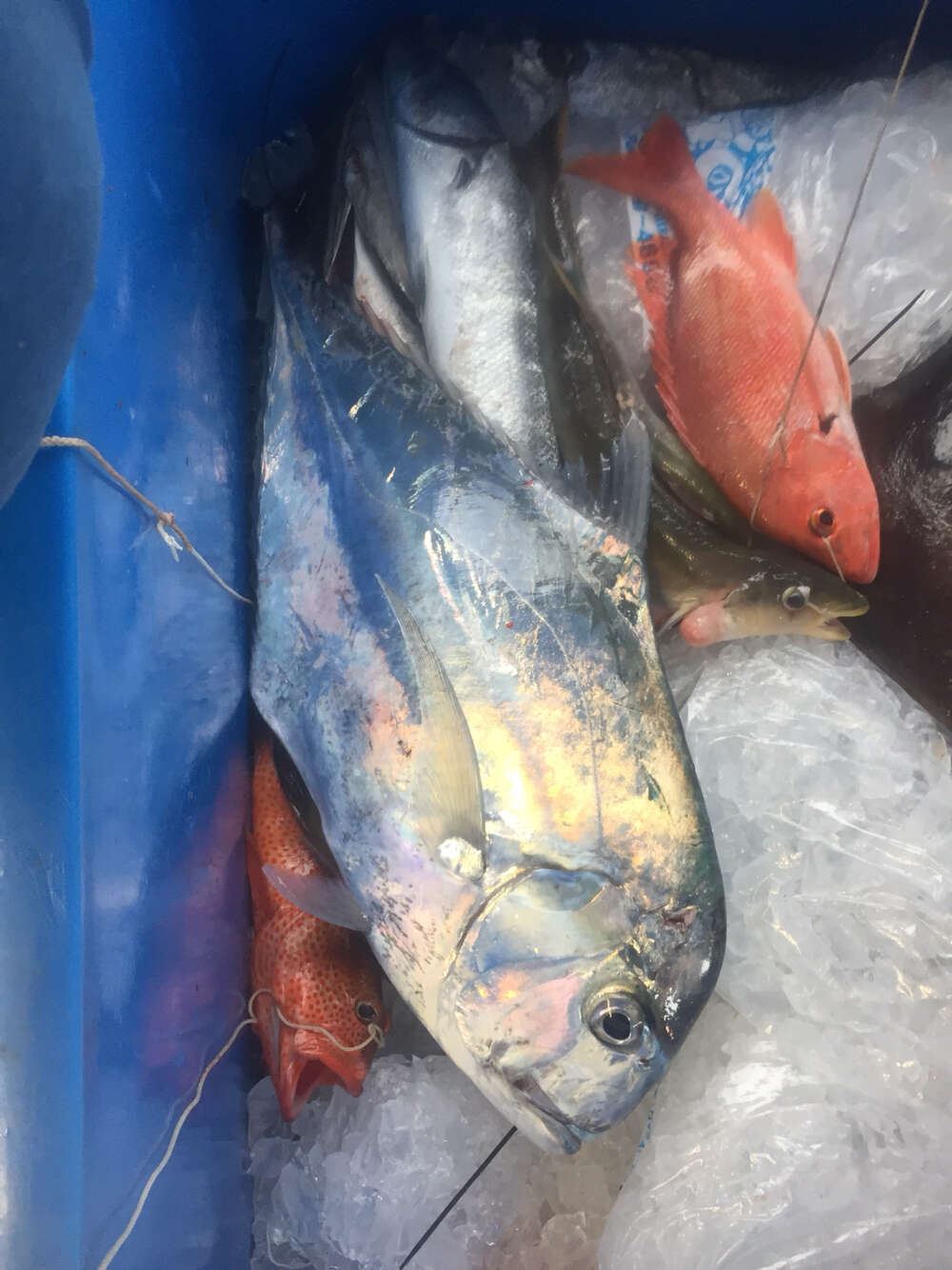 Image of African Pompano