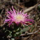 Image of Lampranthus algoensis L. Bol.