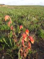 صورة Gladiolus dalenii subsp. andongensis (Baker) Goldblatt