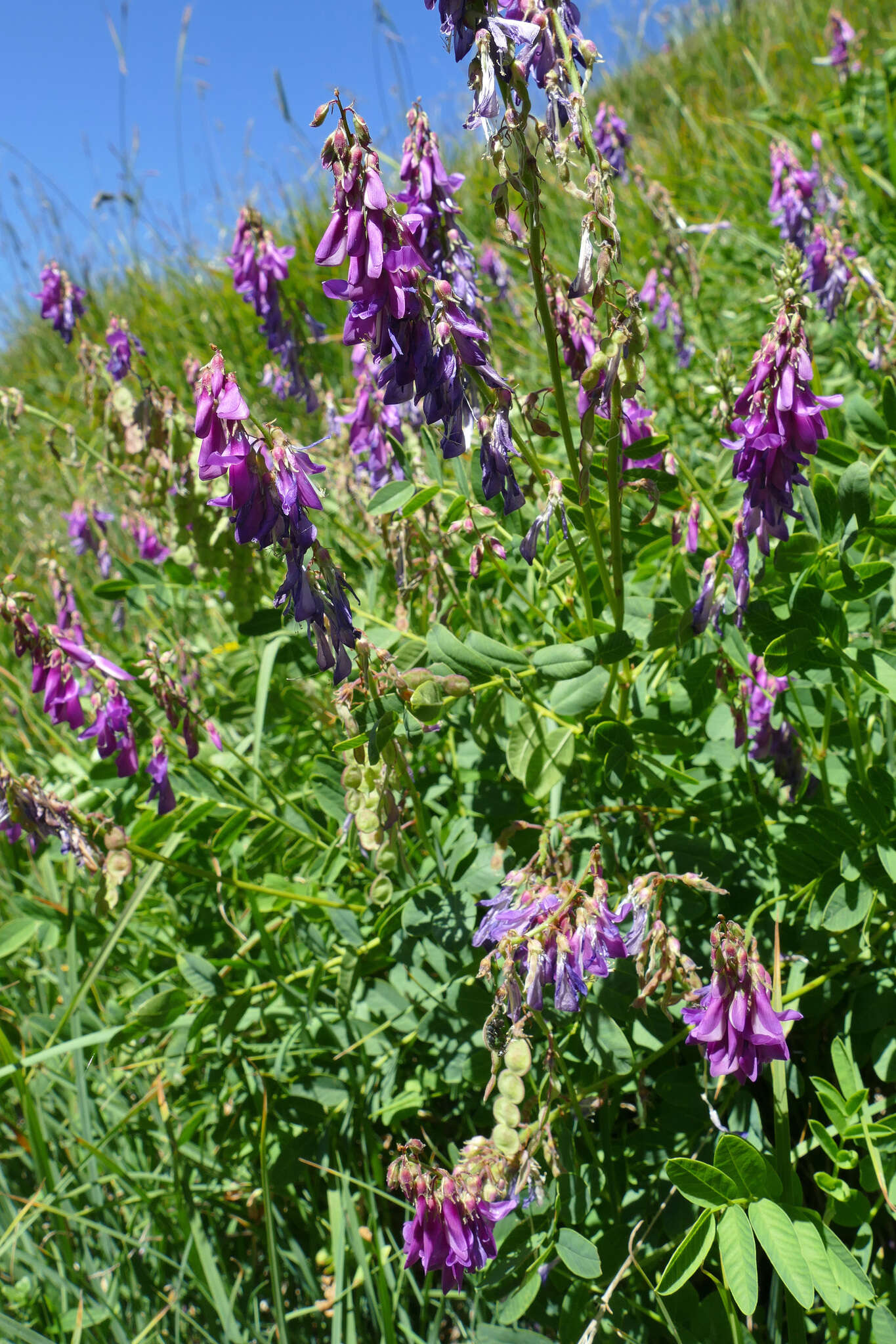 Plancia ëd Hedysarum hedysaroides subsp. hedysaroides