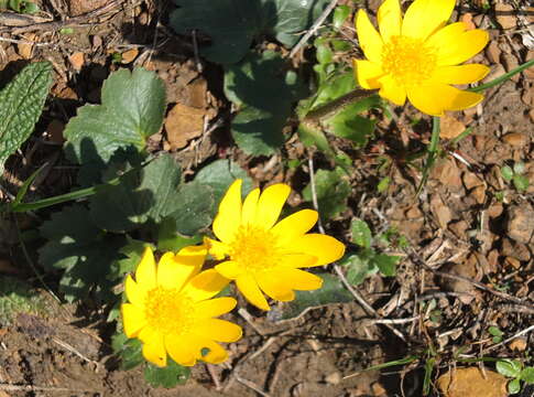 Image of Anemone palmata L.