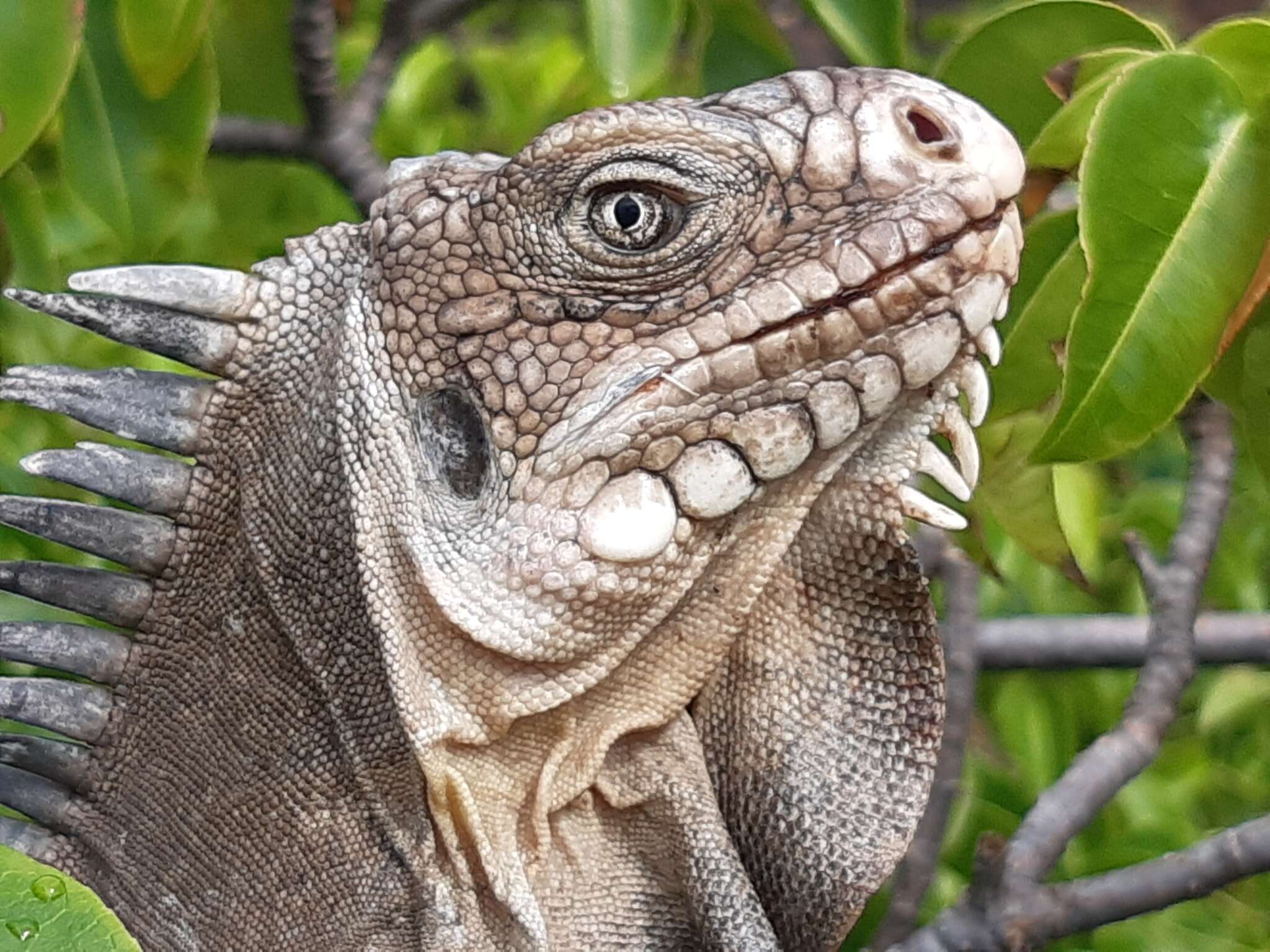 Image de Iguane des Petites Antilles