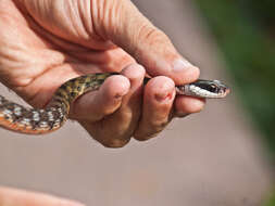 Image of Southern Water Snake