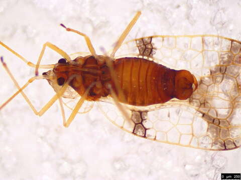 Image of azalea lace bug