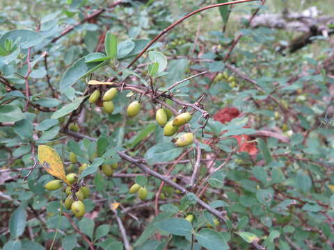 Image of Japanese barberry