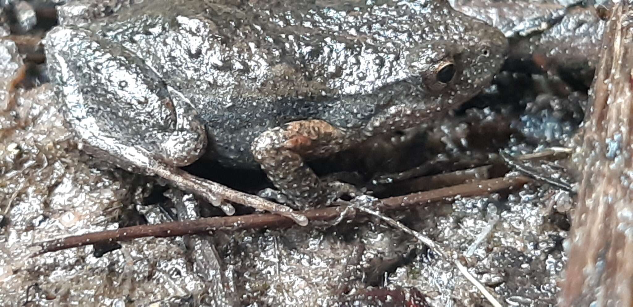 Image of Southern Flinders Ranges froglet