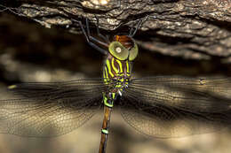 Image of Green-striped Darner