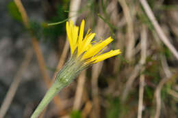 Image of Leontodon incanus (L.) Schrank