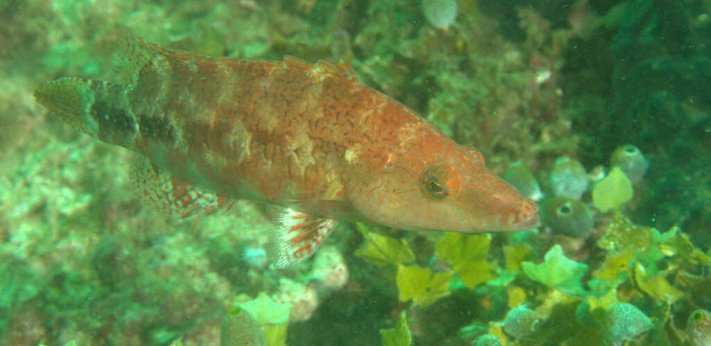 Image of Celebes wrasse