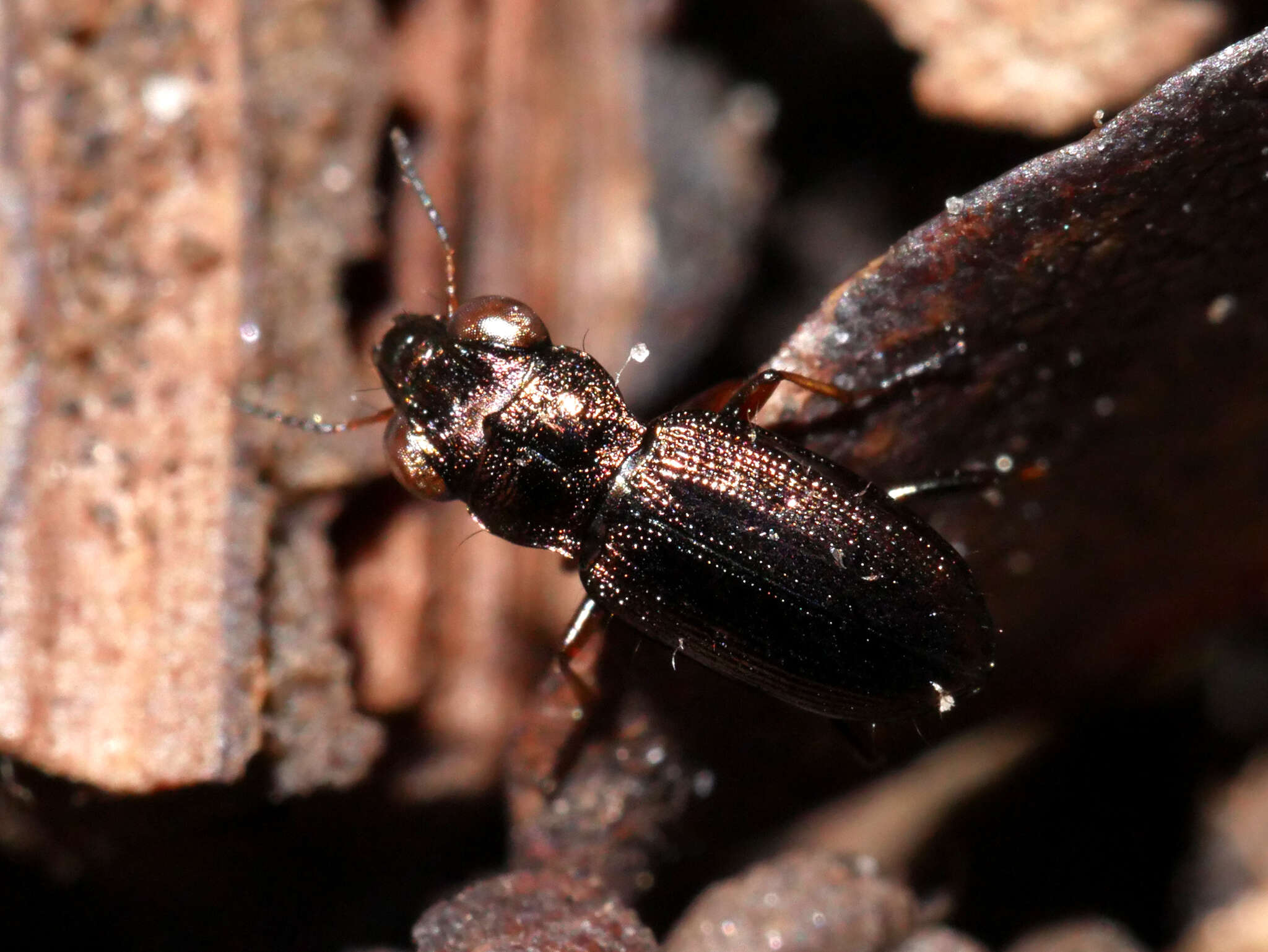 Image of Notiophilus rufipes Curtis 1829