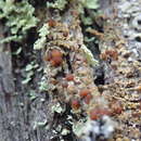 Image of japewia lichen