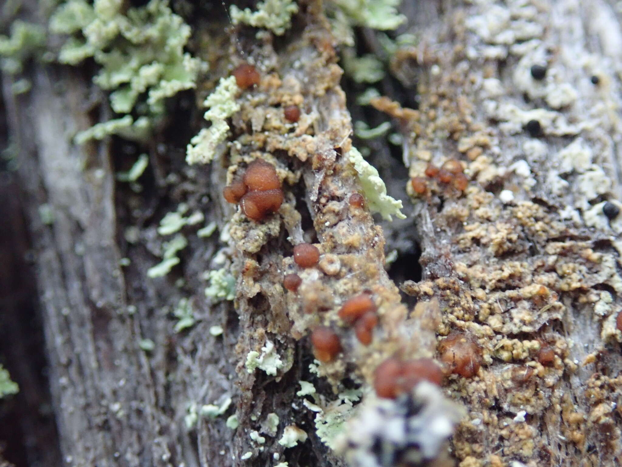 Image of japewia lichen