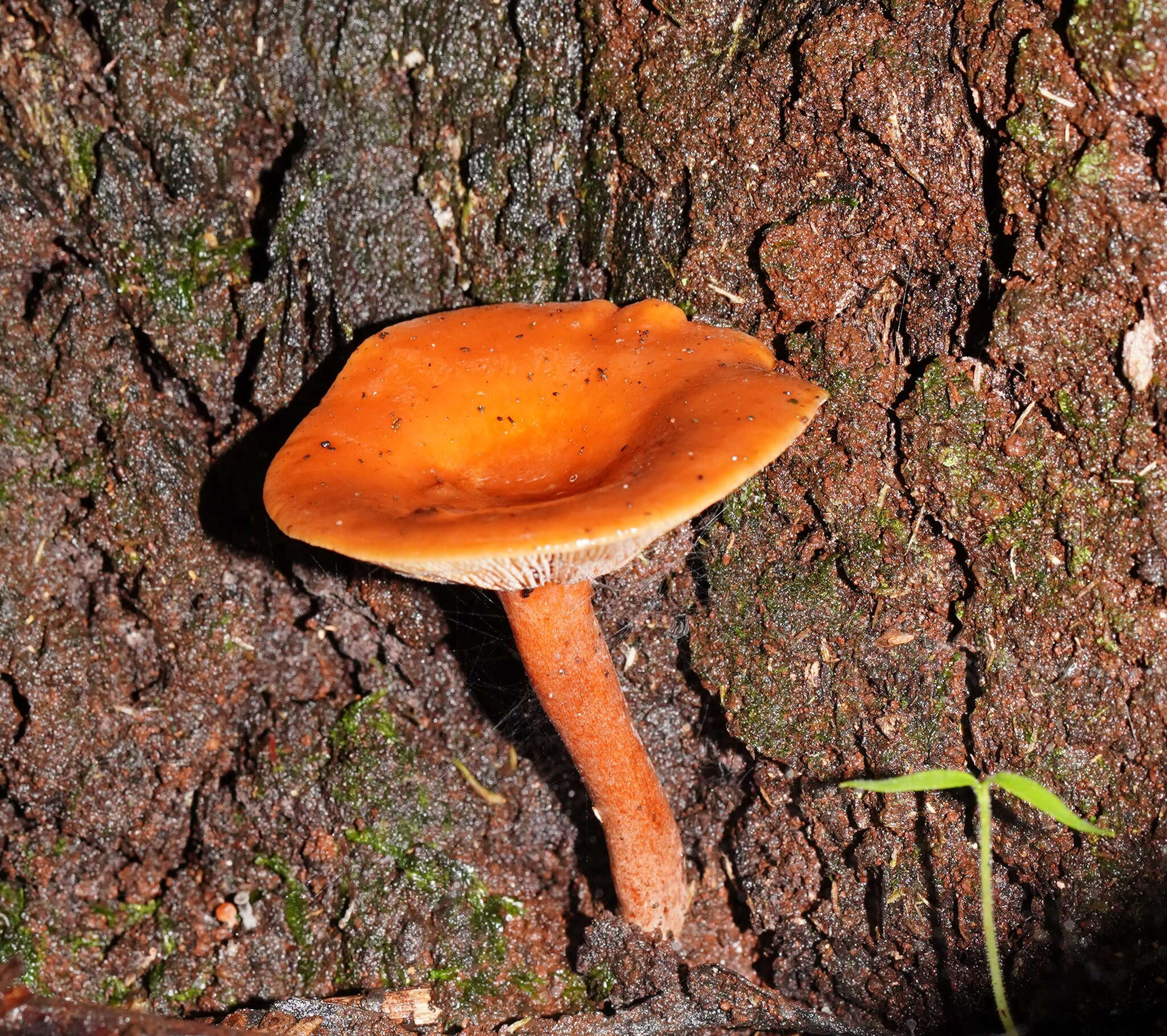 Plancia ëd Lactarius eucalypti O. K. Mill. & R. N. Hilton 1987