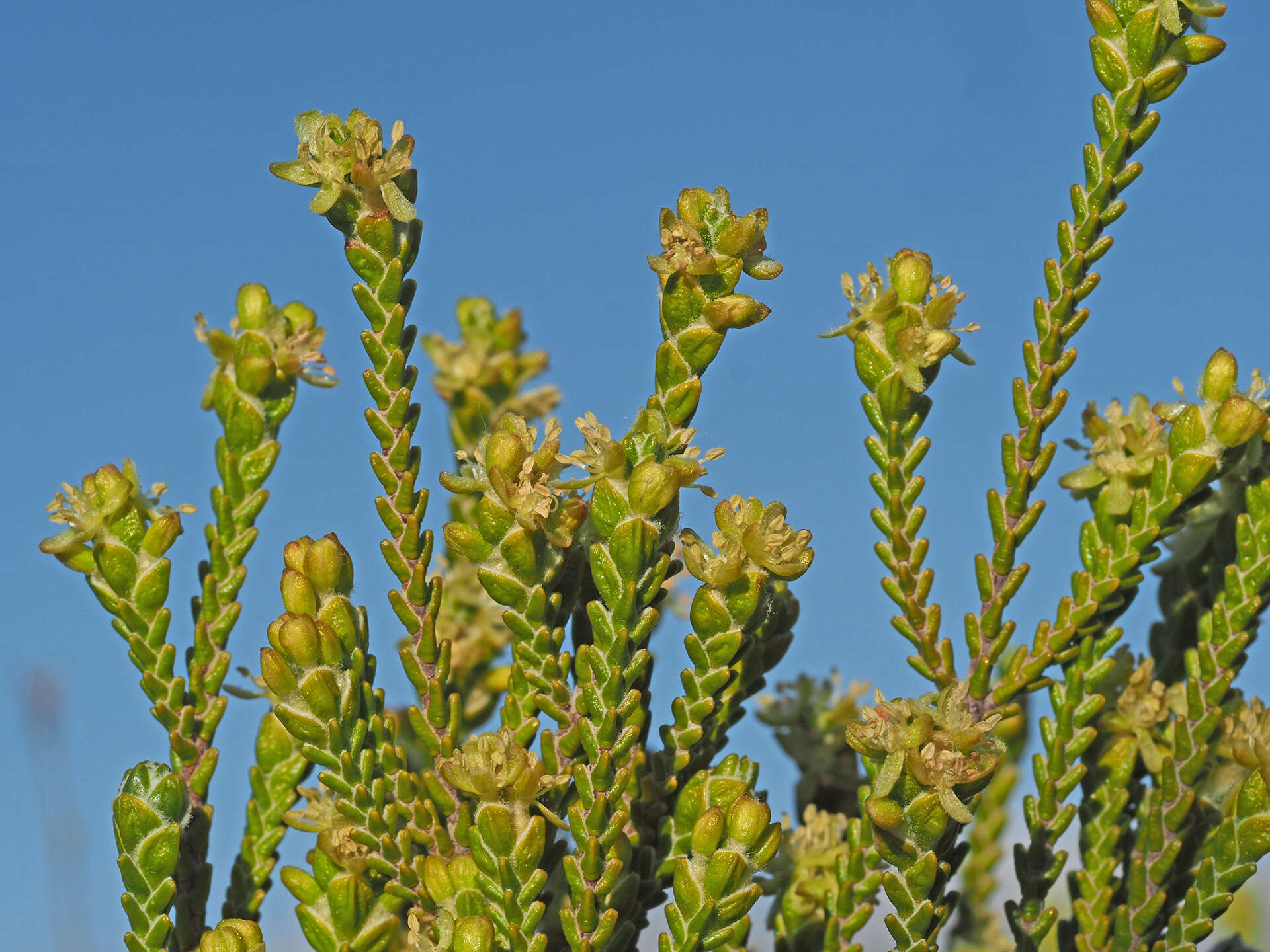 صورة Passerina truncata subsp. truncata