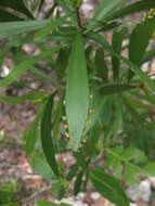 Слика од Phyllanthus epiphyllanthus L.