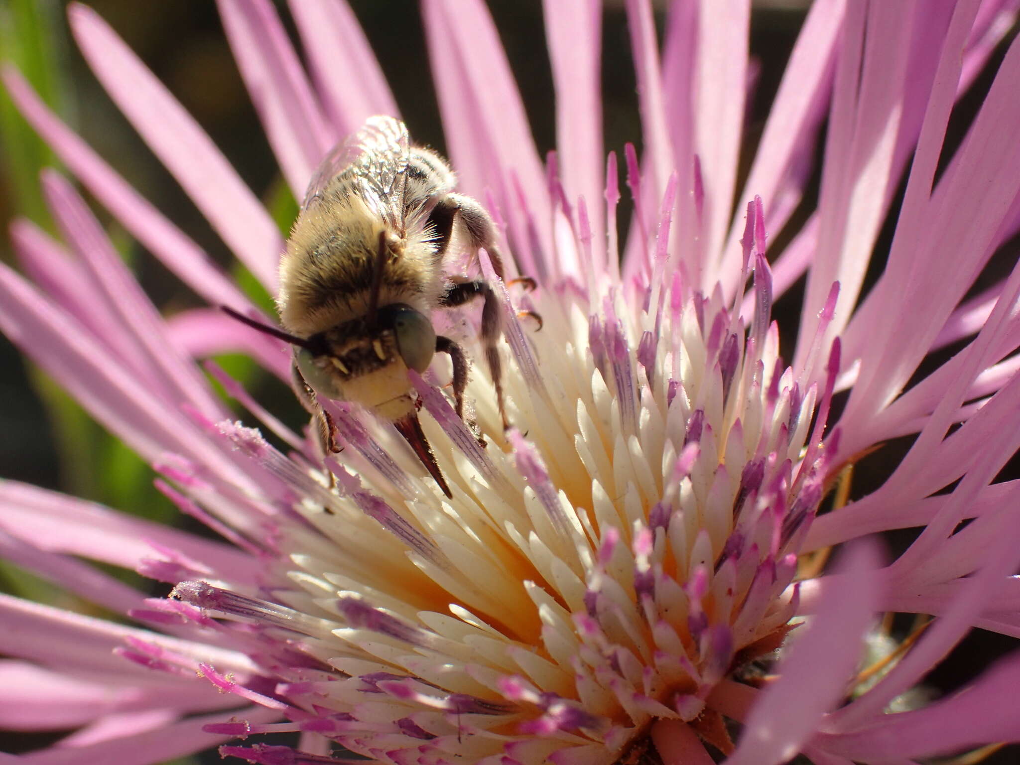 Image de Anthophora bimaculata (Panzer 1798)